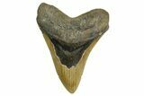 Fossil Megalodon Tooth - North Carolina #371296-1